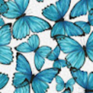 Meet your Posher, Molly